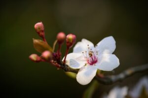 デリケートゾーンの黒ずみをホルモンバランスで整える方法は？